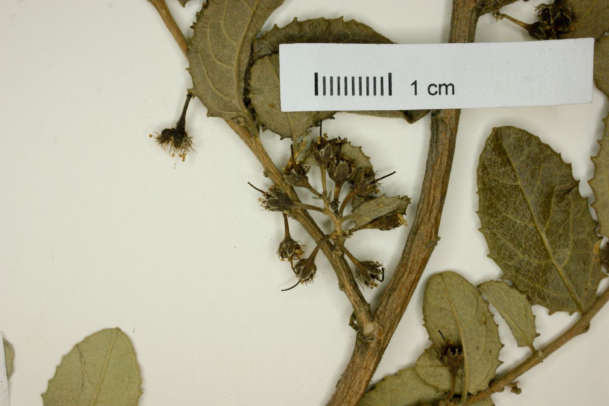 Azara dentata image