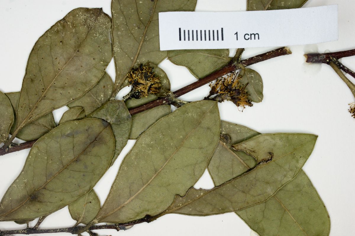 Azara integrifolia image
