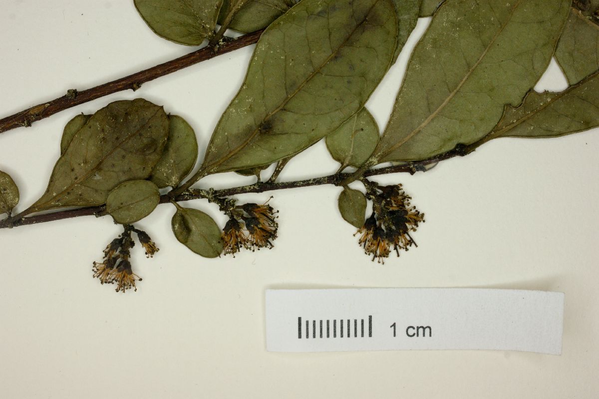 Azara integrifolia image