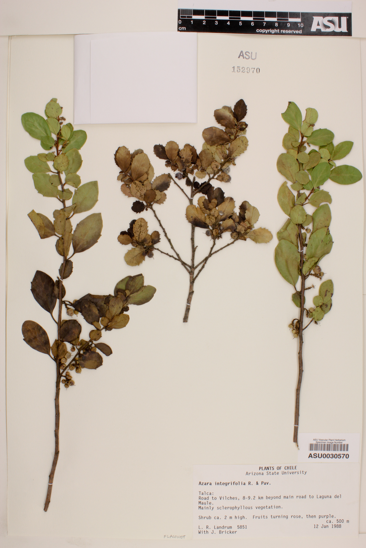 Azara integrifolia image