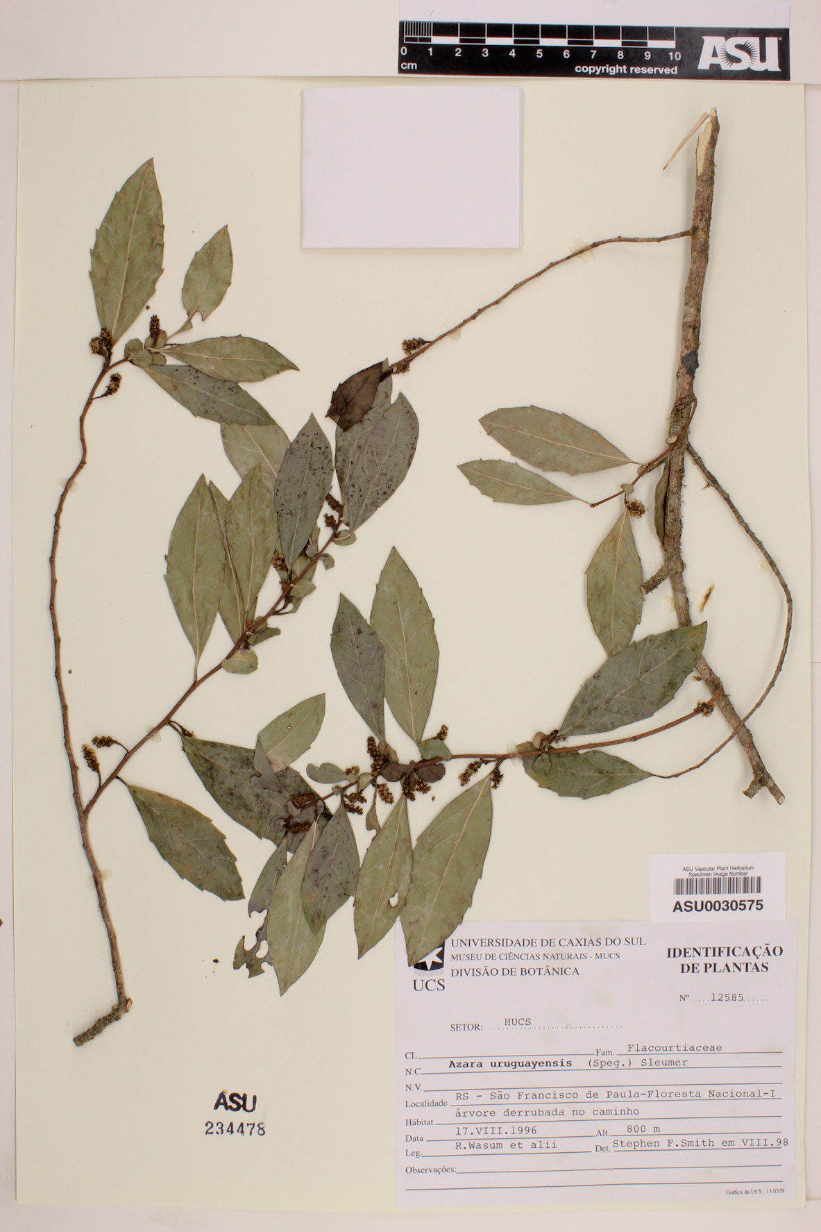 Azara uruguayensis image