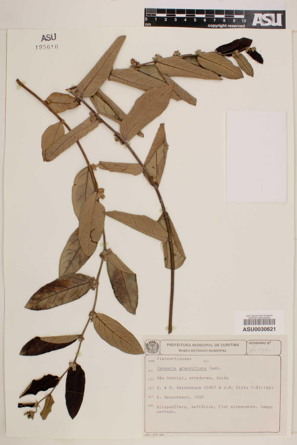 Casearia grandiflora image