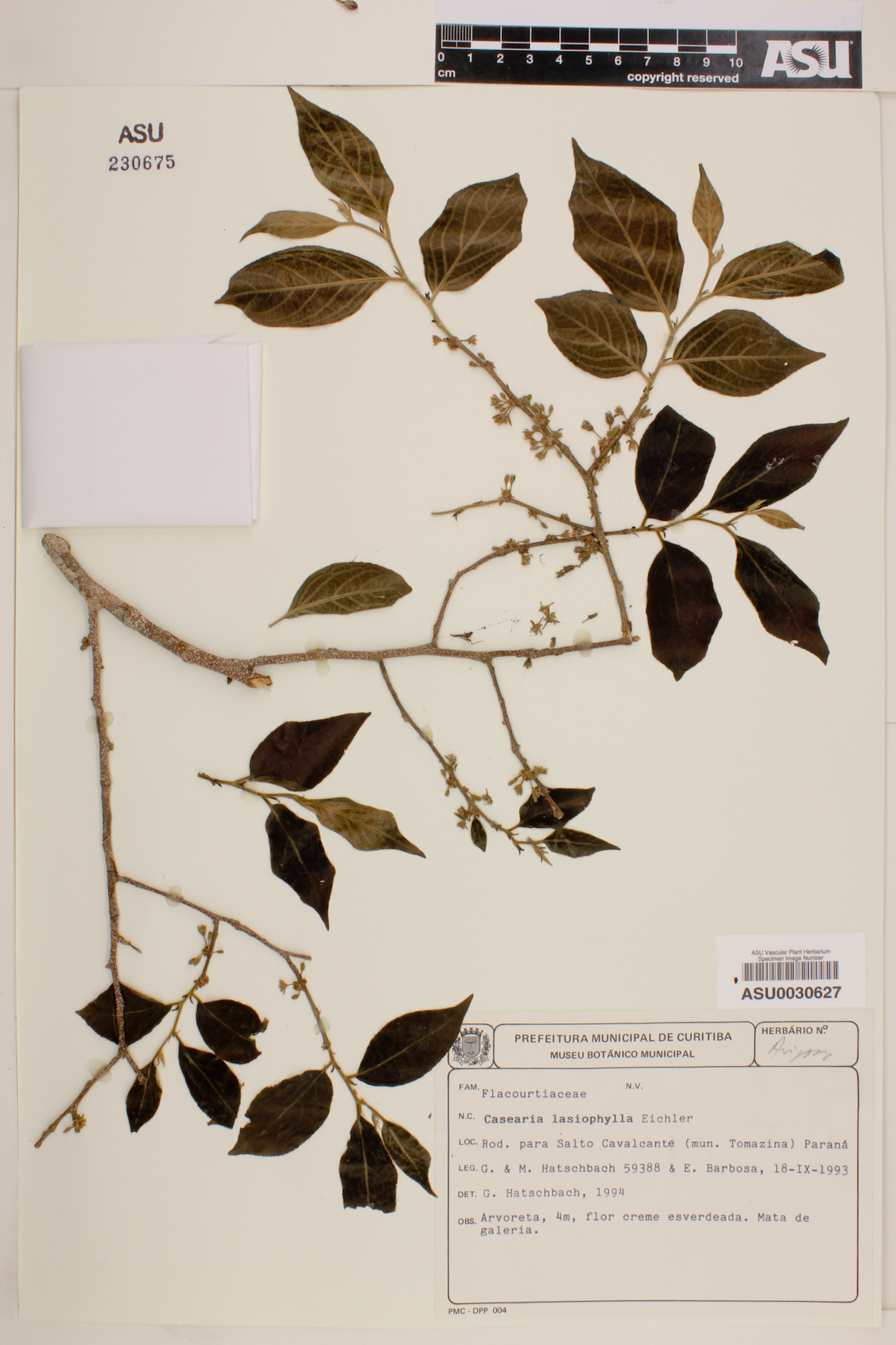 Casearia lasiophylla image
