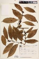 Casearia oblongifolia image