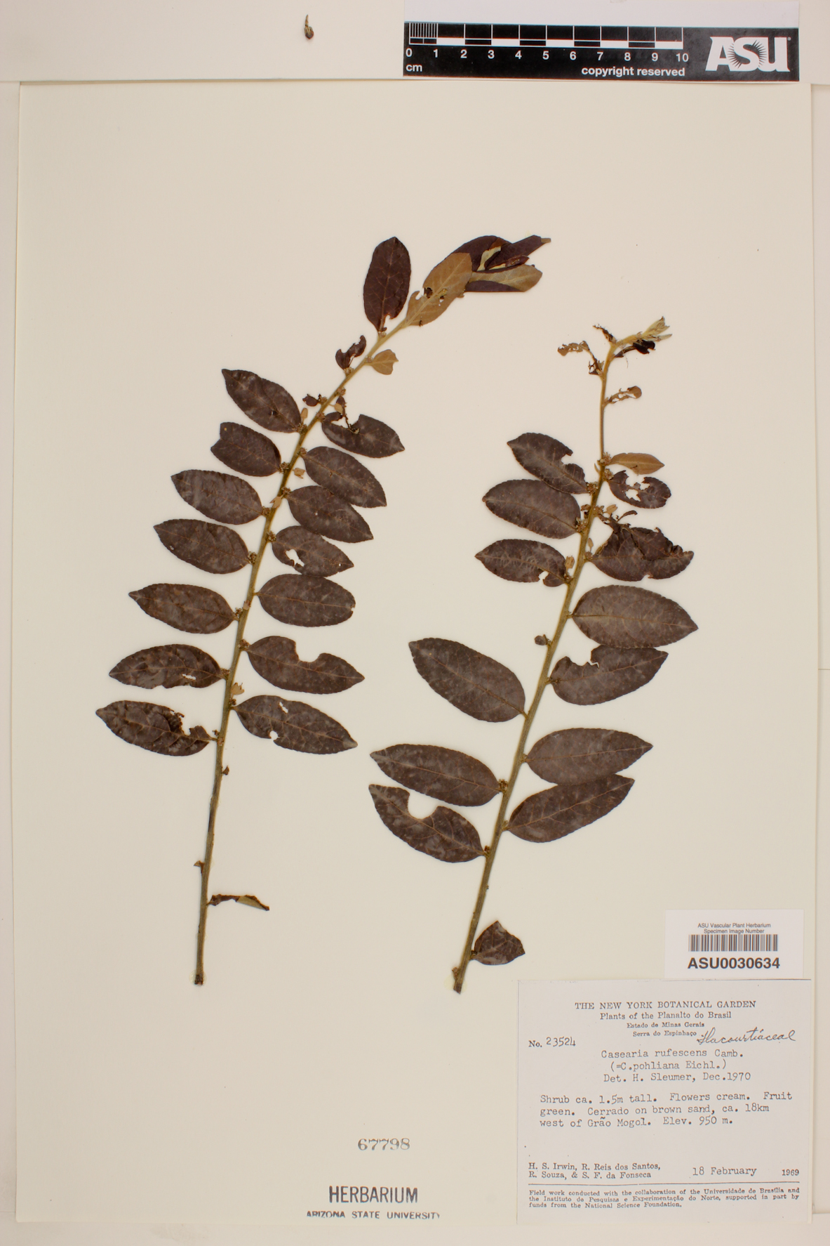 Casearia rufescens image