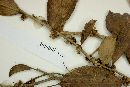 Casearia sessiliflora image