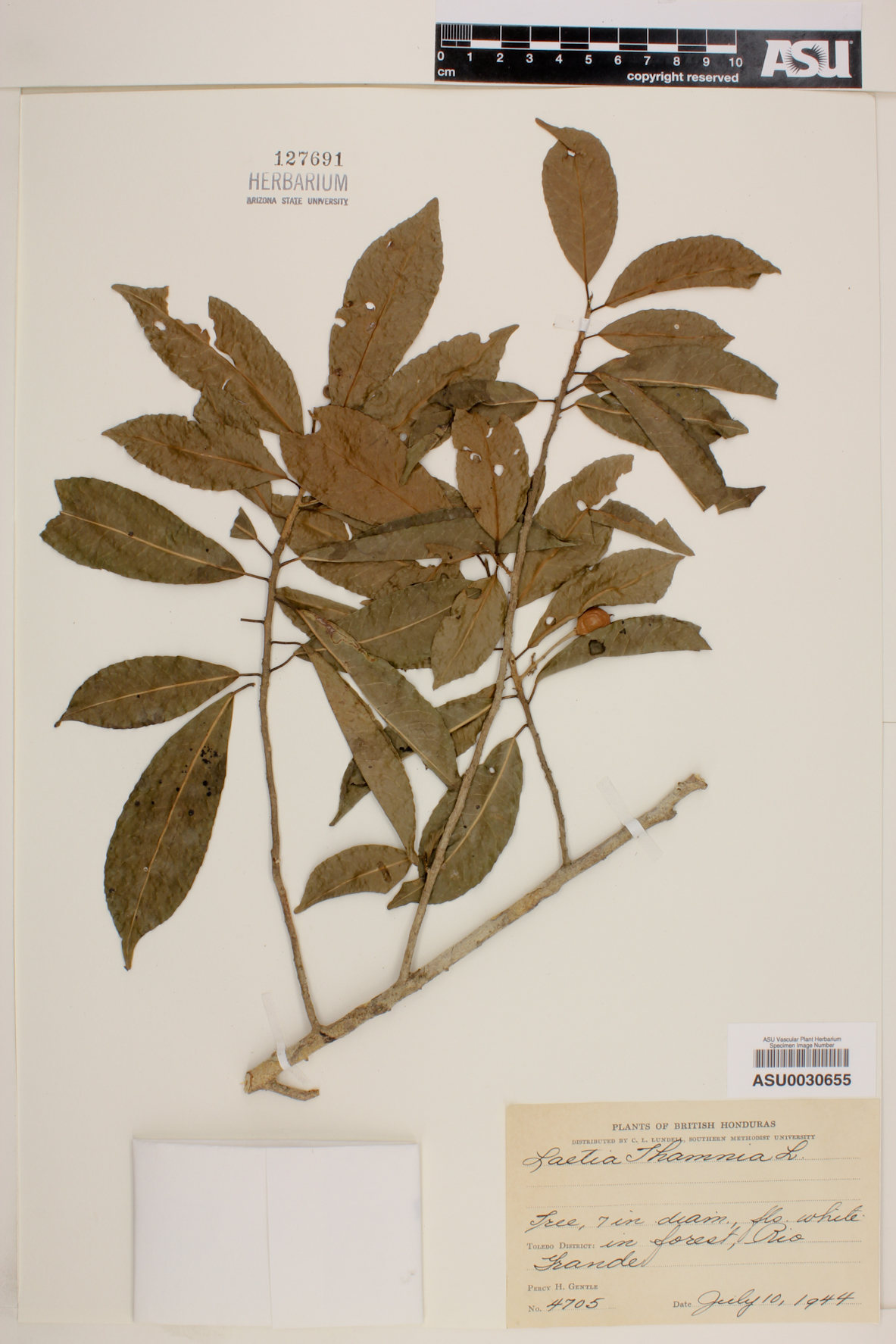 Laetia thamnia image