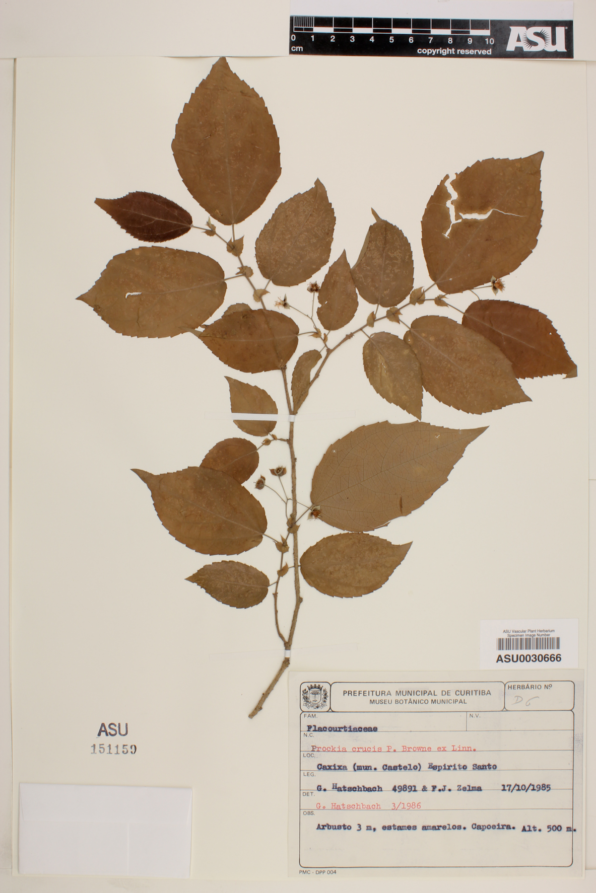 Prockia crucis image