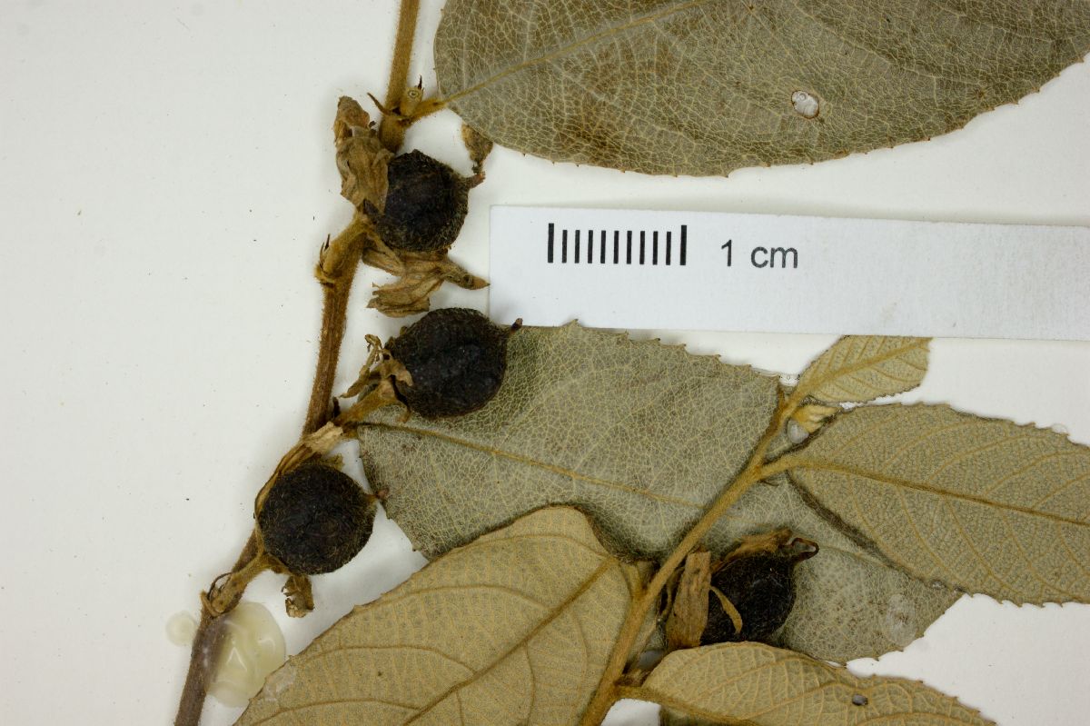 Samyda dodecandra image