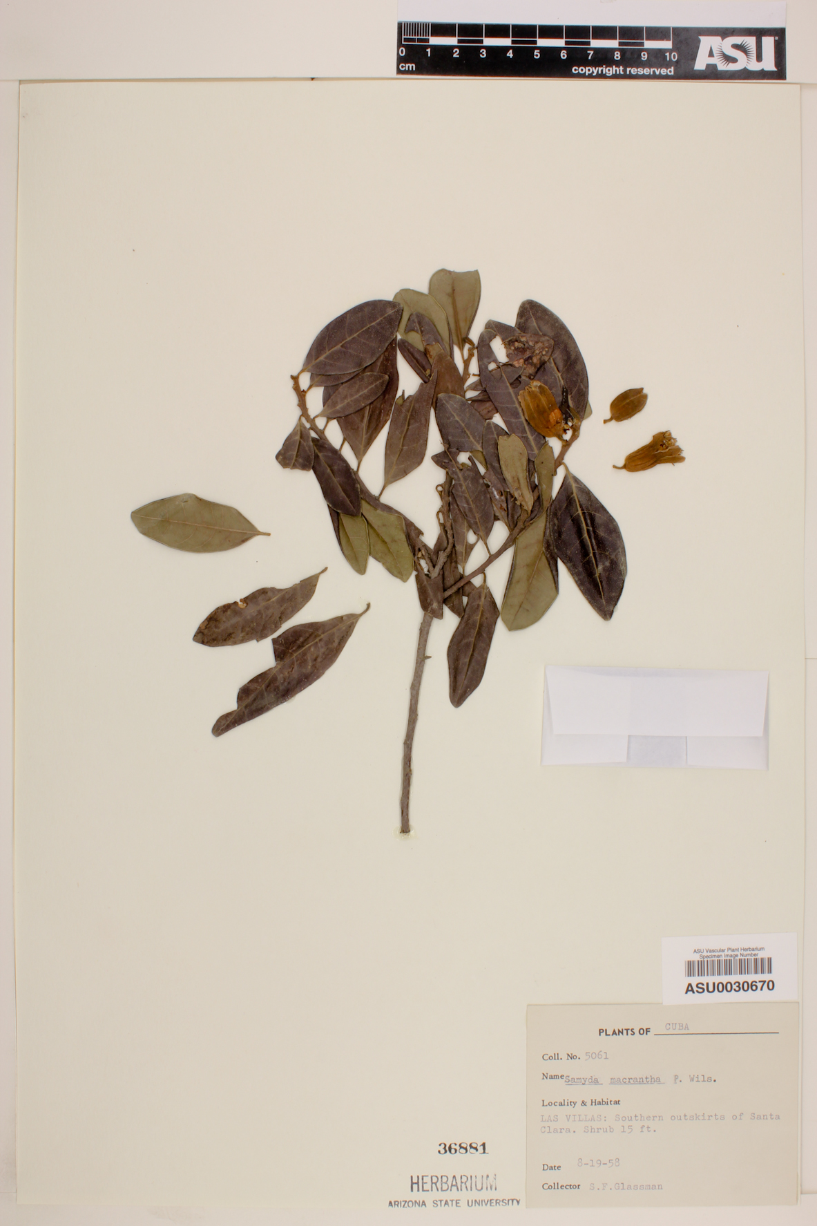 Samyda macrantha image