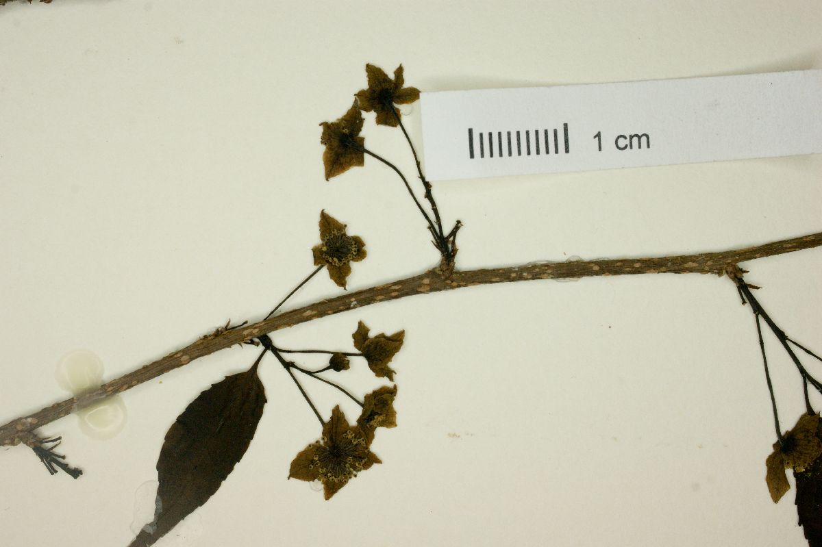Xylosma quichense image