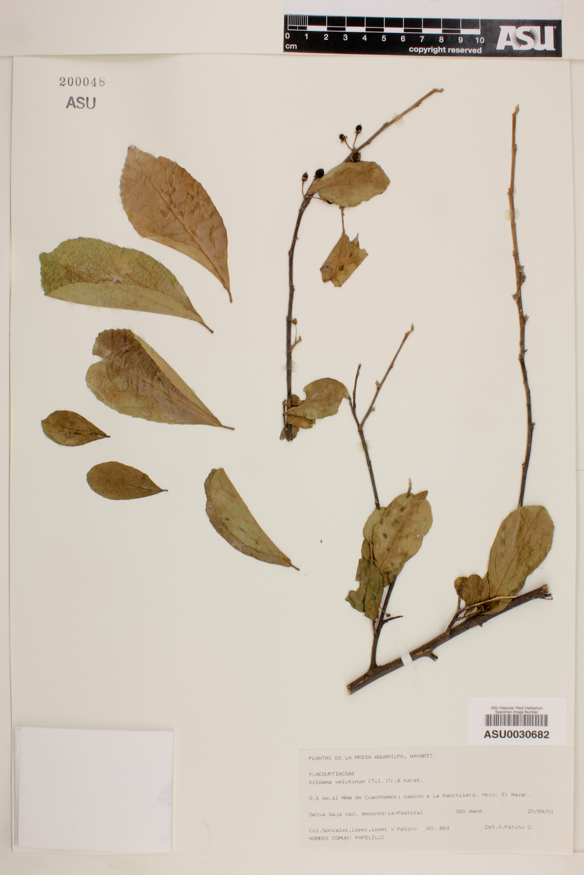 Xylosma velutinum image