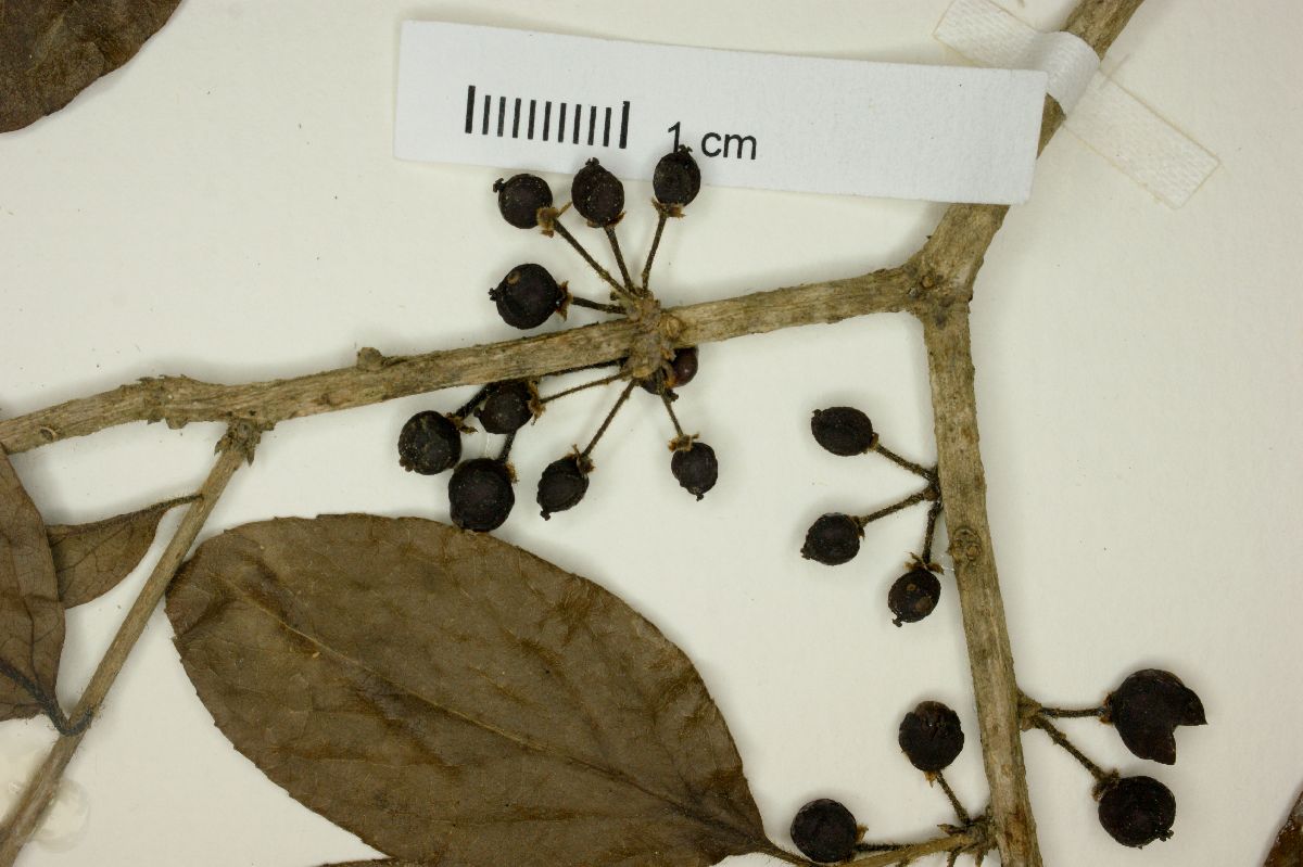 Xylosma ciliatifolium image