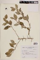 Xylosma venosa image