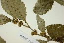 Xylosma venosa image
