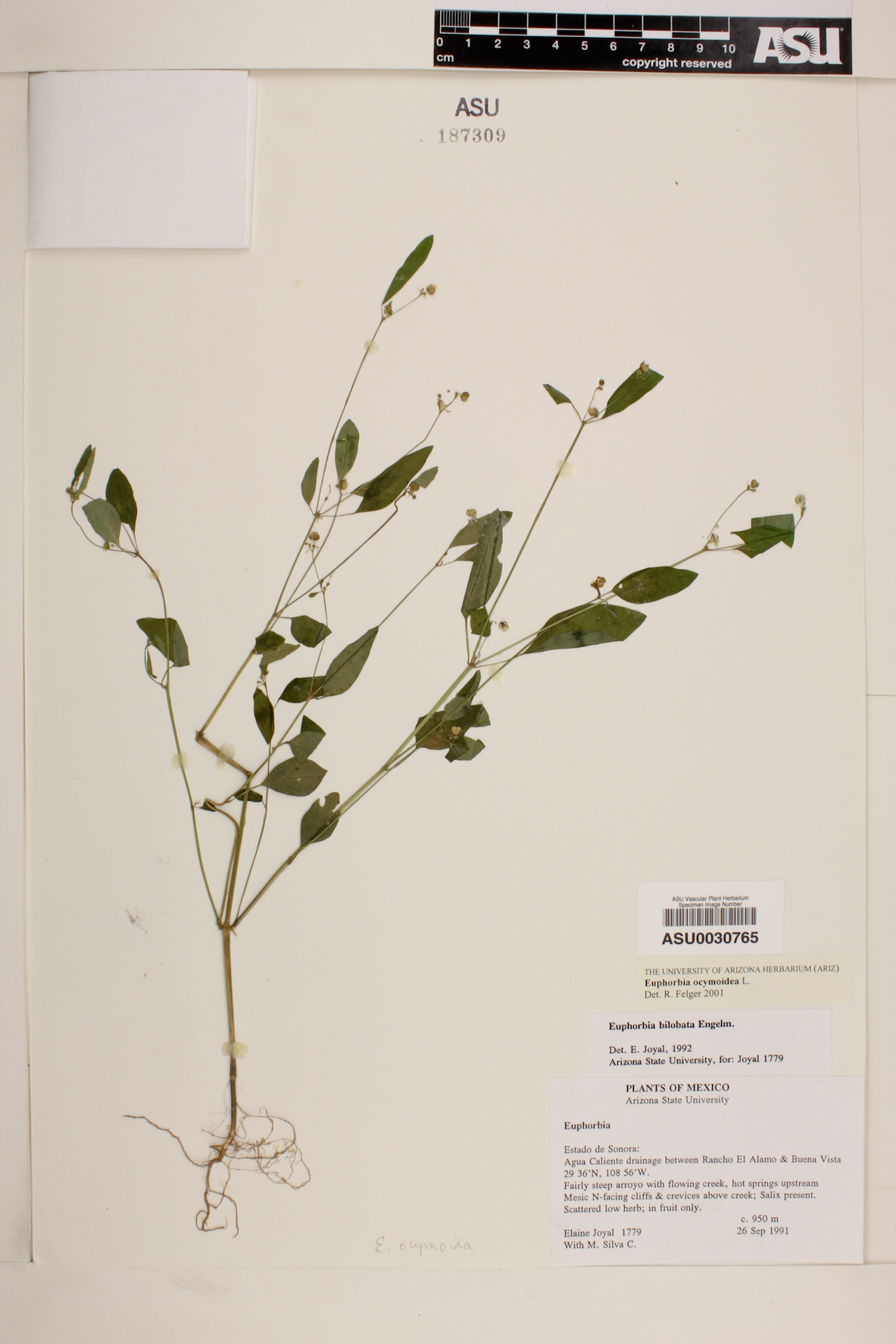 Euphorbia ocymoidea image