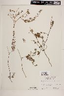 Euphorbia pediculifera var. pediculifera image