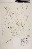Euphorbia petrina image
