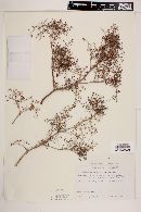 Eriogonum galioides image
