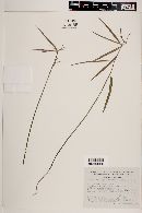 Euphorbia sphaerorhiza image