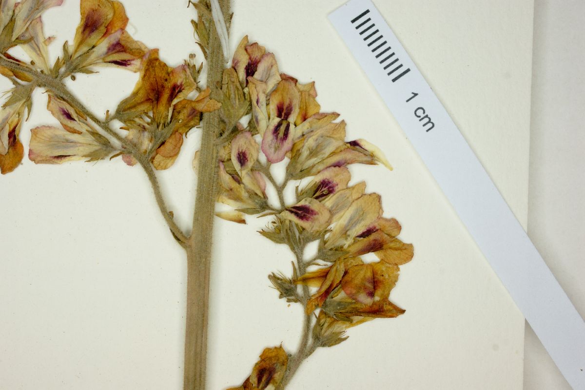 Francoa appendiculata image