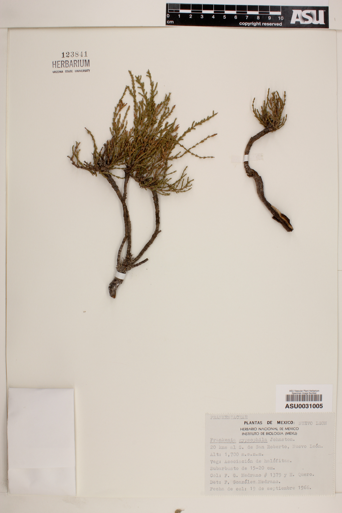 Frankenia gypsophila image