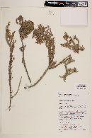 Frankenia chilensis image