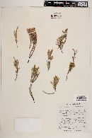 Frankenia juniperoides image