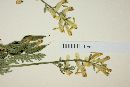 Corydalis aurea image