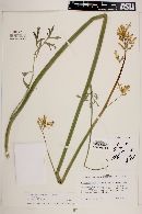 Dicentra chrysantha image