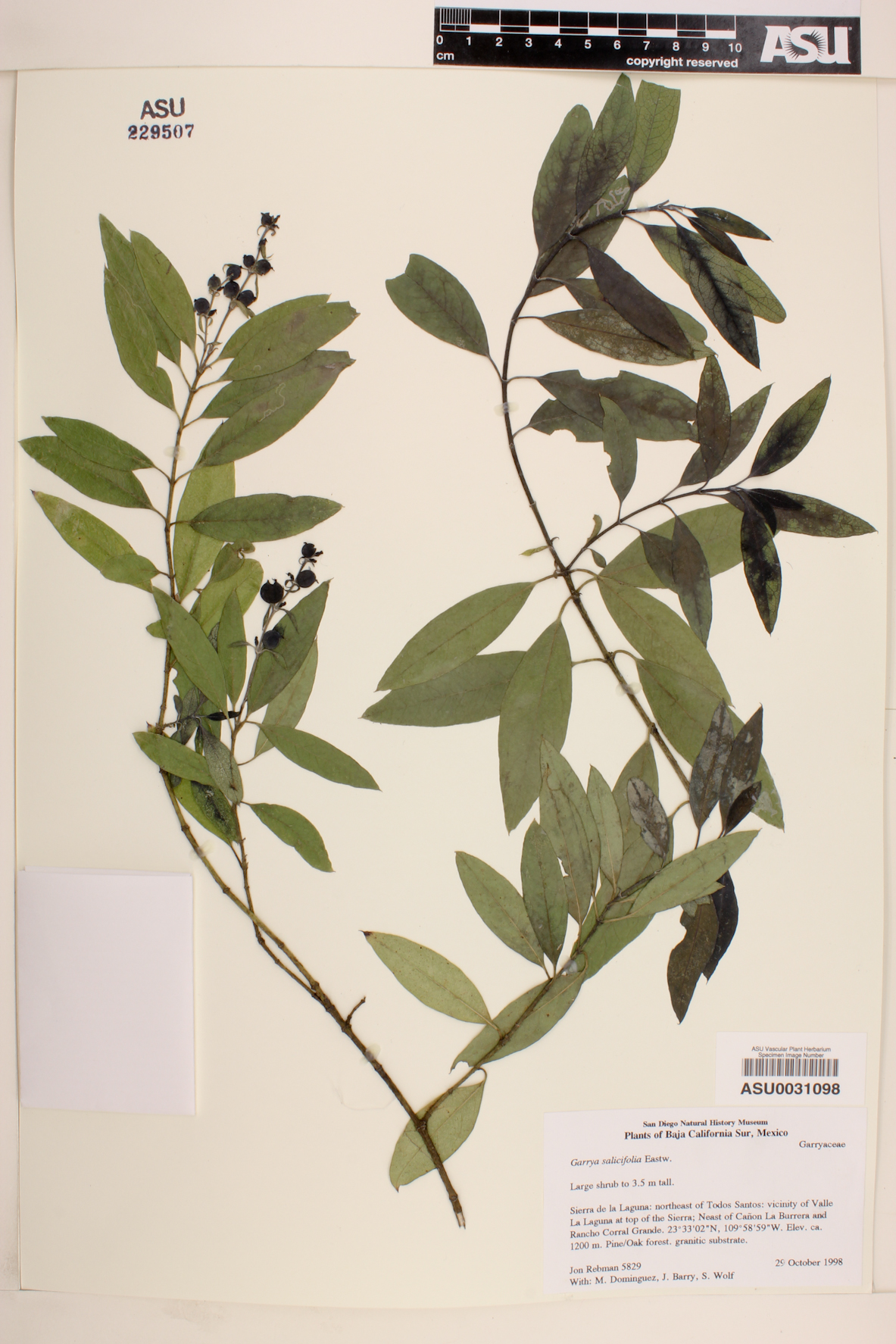 Garrya salicifolia image