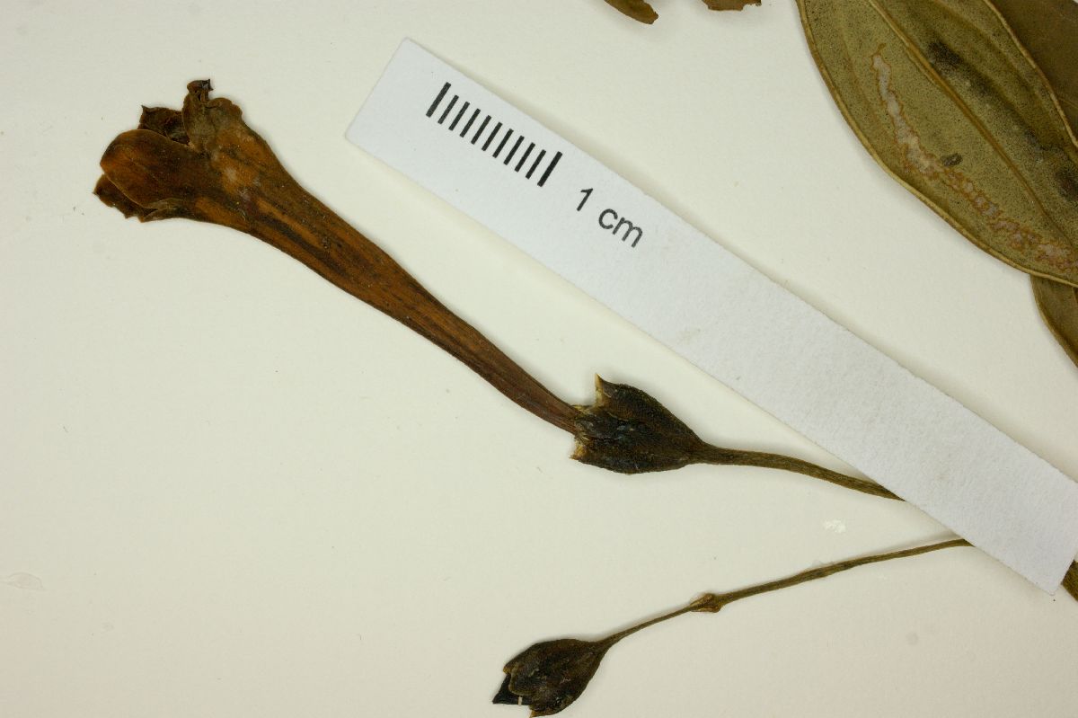 Irlbachia image