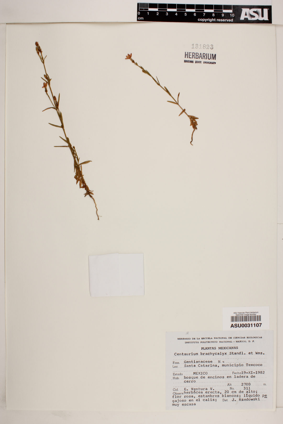 Centaurium brachycalyx image