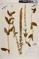 Coutoubea spicata image