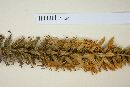 Coutoubea spicata image