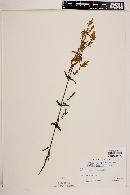 Gentianella amarella subsp. mexicana image