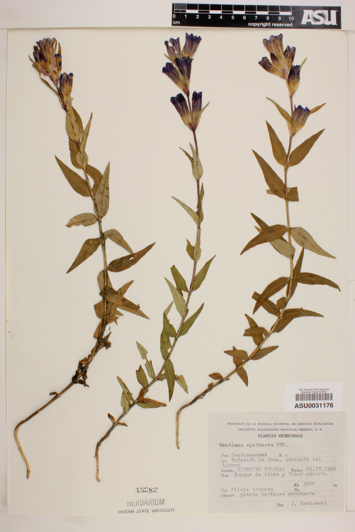 Gentiana spathacea image