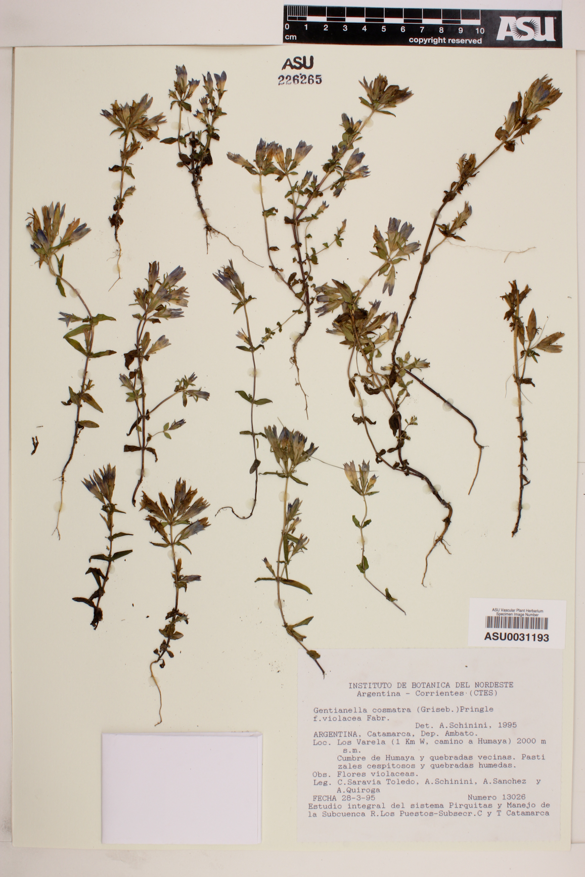 Gentianella cosmantha image