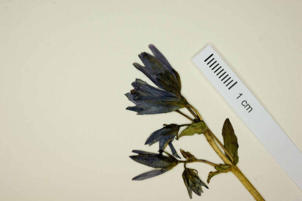 Gentianella fuscicaule image