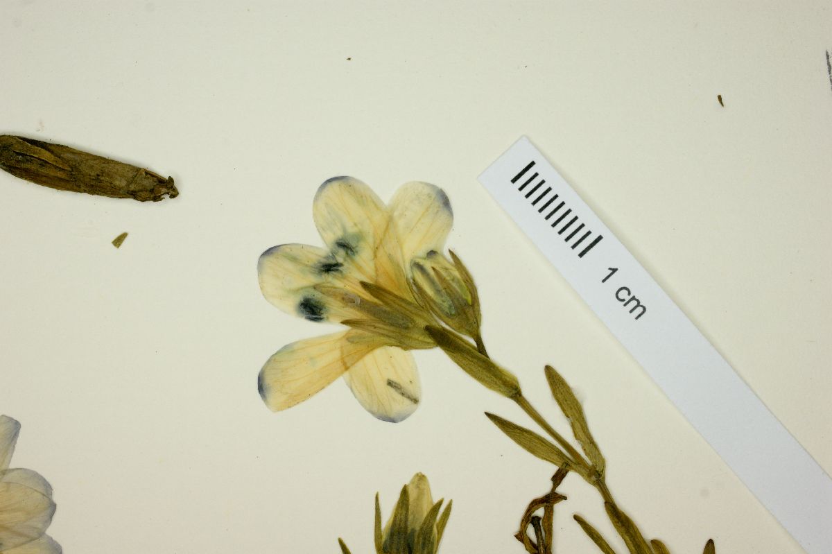 Gentianella limoselloides image