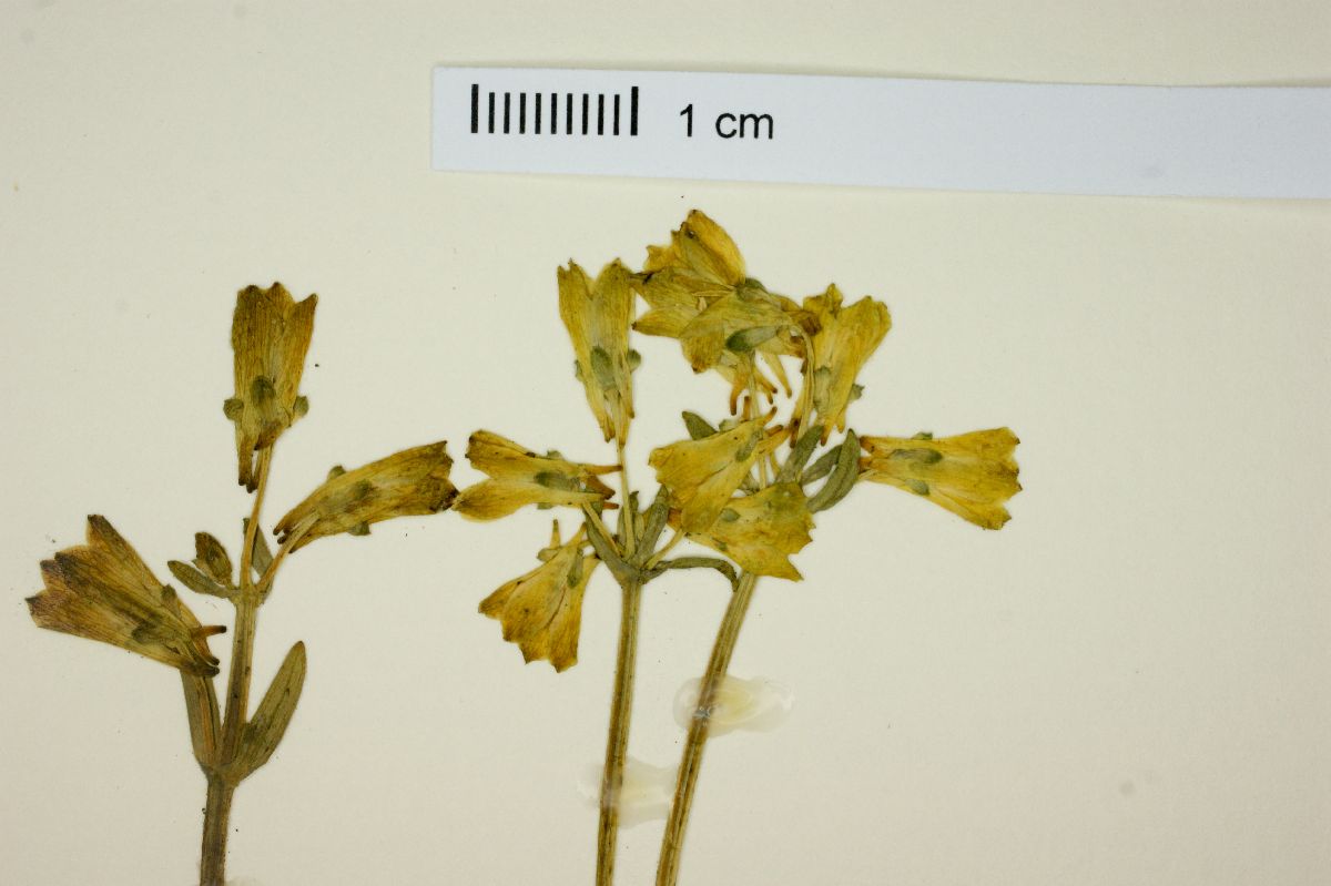 Halenia aquilegiella image