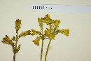 Halenia aquilegiella image
