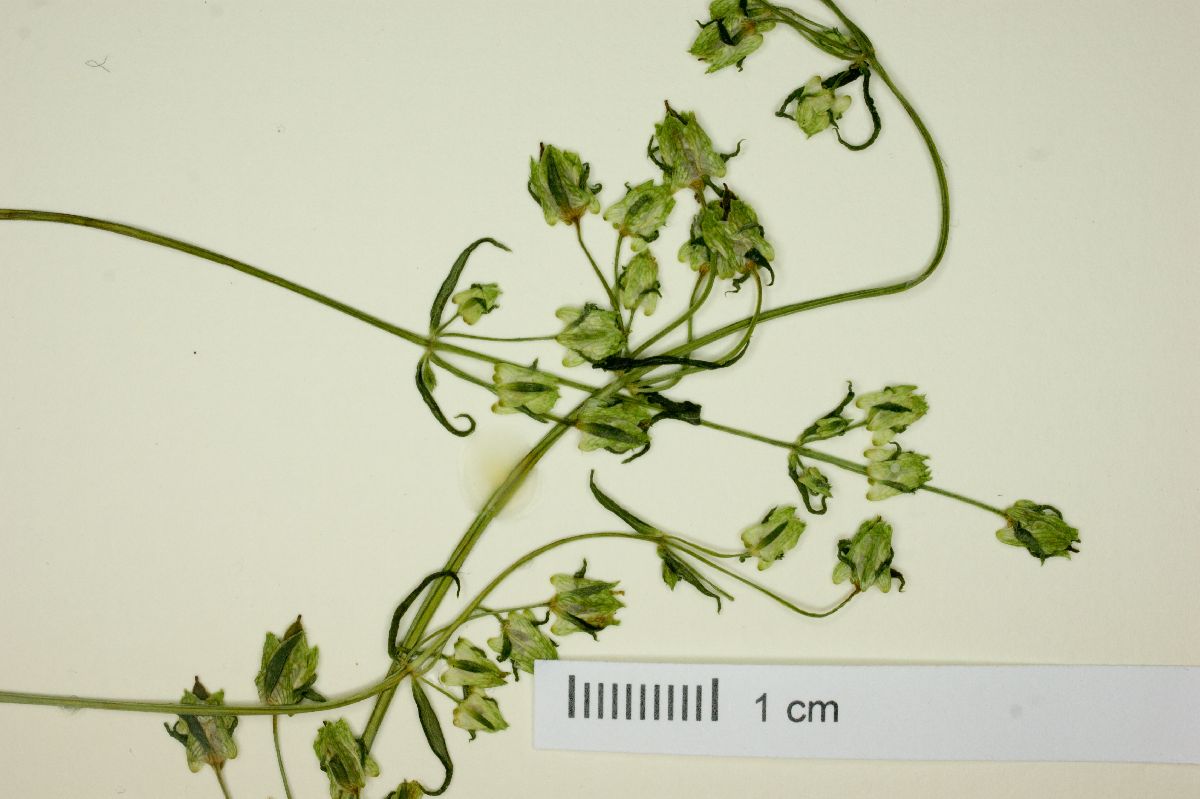 Halenia brevicornis var. chihuahuensis image