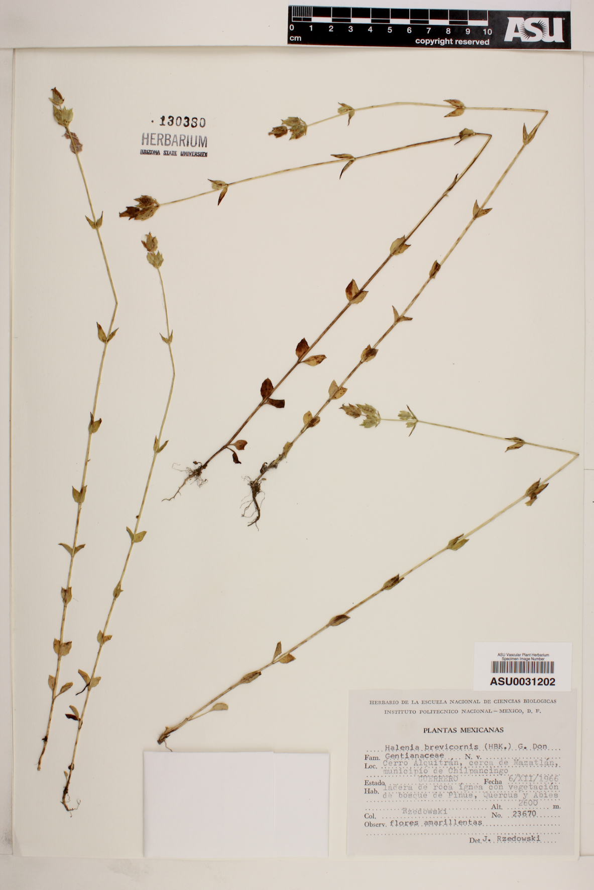 Halenia brevicornis image