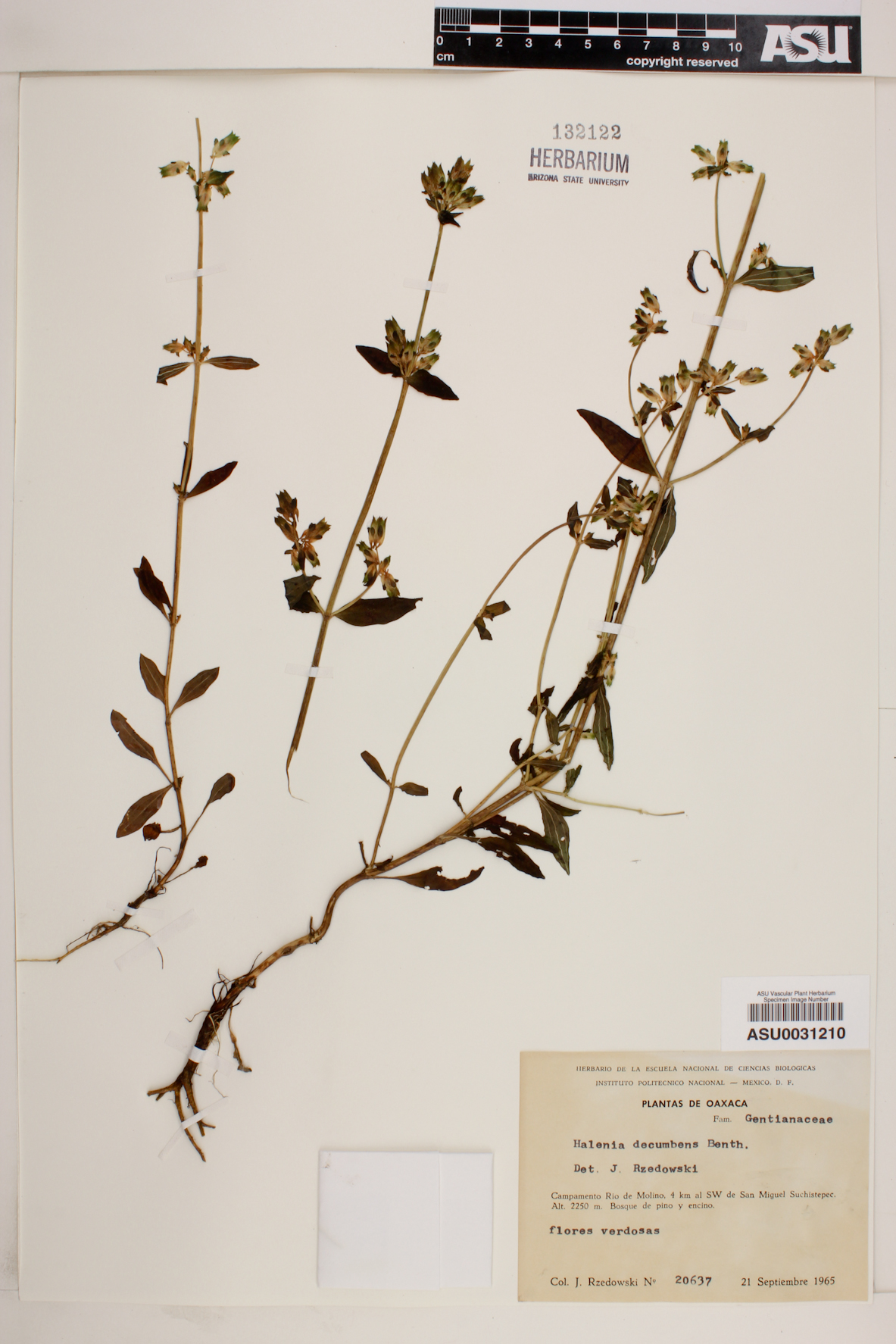 Halenia decumbens image