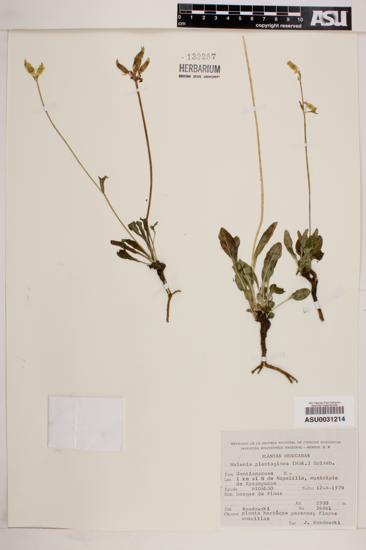 Halenia plantaginea image