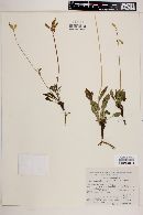 Halenia plantaginea image