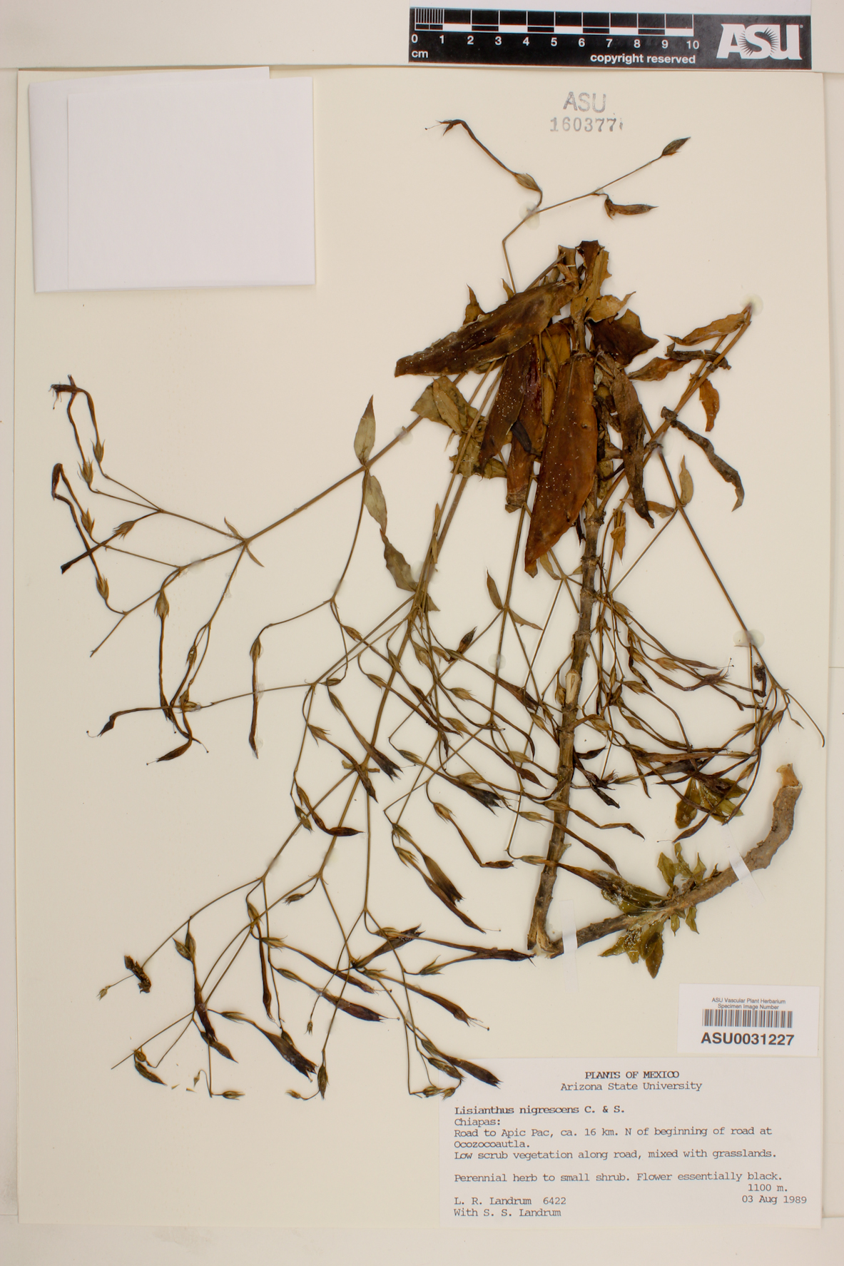 Lisianthius nigrescens image