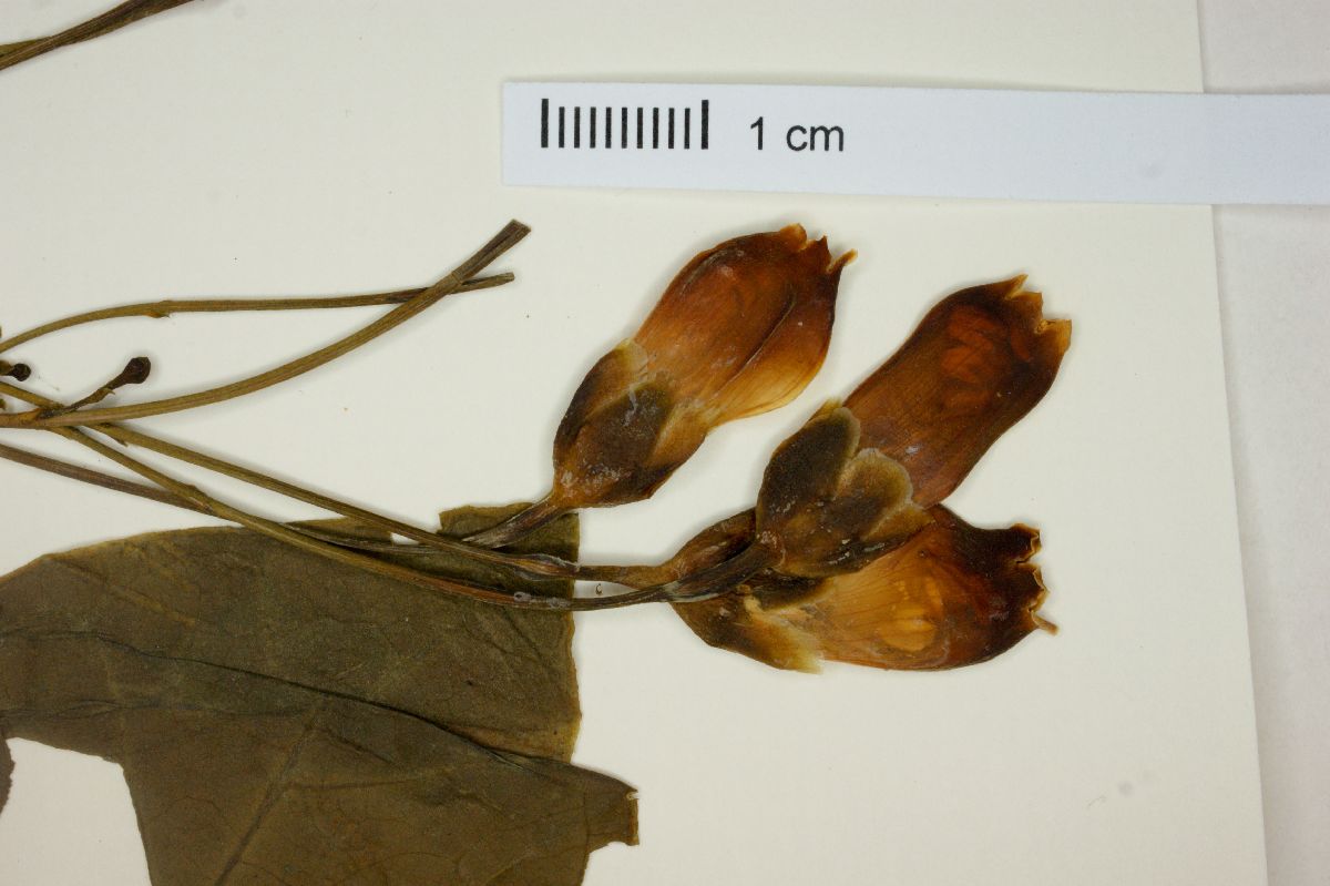 Macrocarpaea rubra image