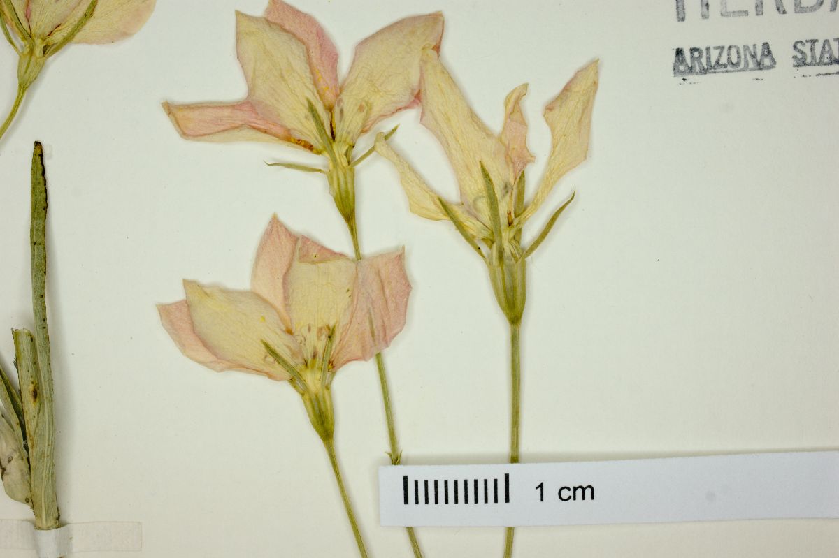 Sabatia tuberculata image